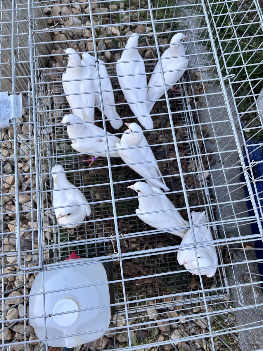 White Homing Pigeons - Healthy & Ready for Training/Release