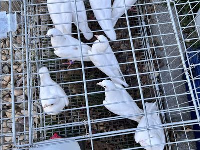 White Homing Pigeons - Healthy & Ready for Training/Release