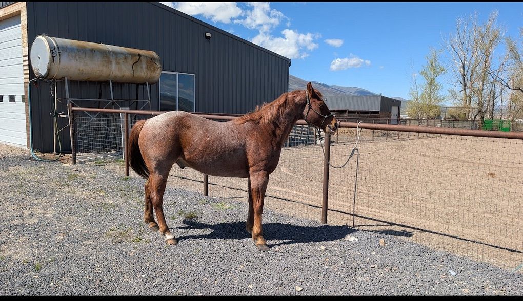 8 Year Old Red Roan