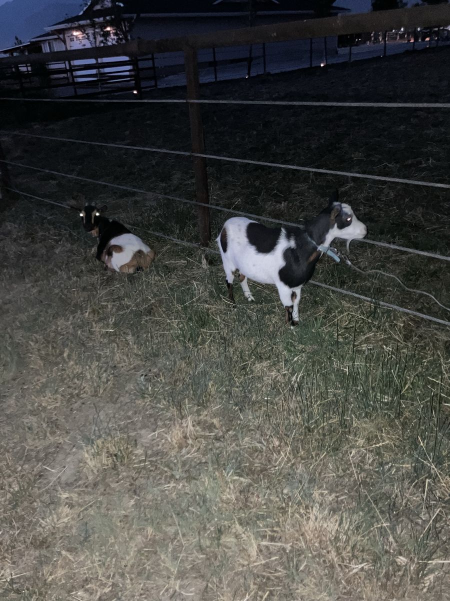 Goats for sale Nigerian dwarf