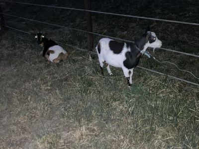 Goats for sale Nigerian dwarf