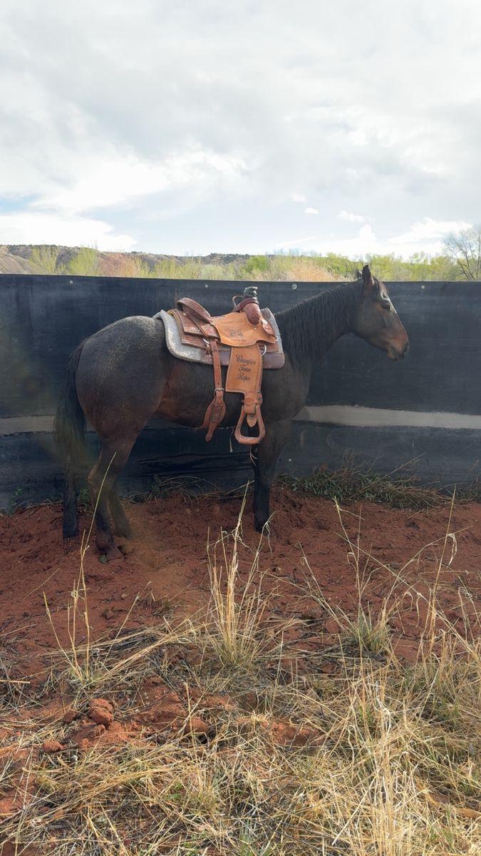 3year old gelding riata eligible