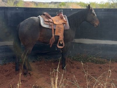 3year old gelding riata eligible