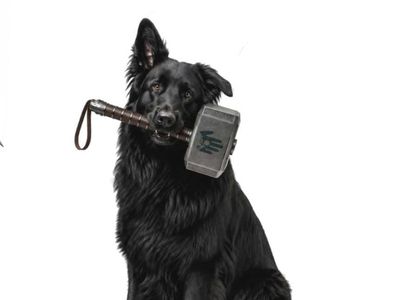 German Shepherd Thor