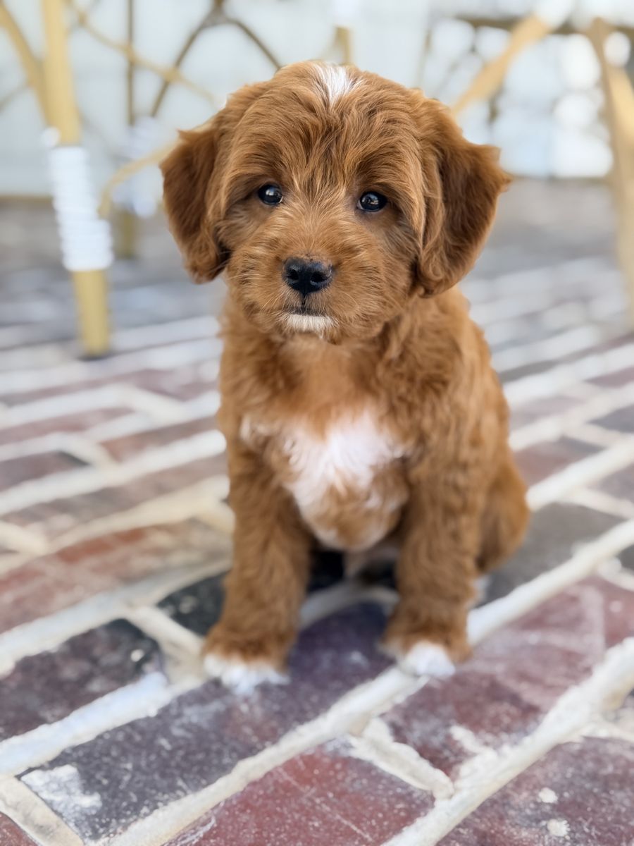 Petite Goldendoodle Puppies CRATE TRAINED!
