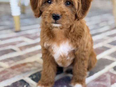 Petite Goldendoodle Puppies CRATE TRAINED!
