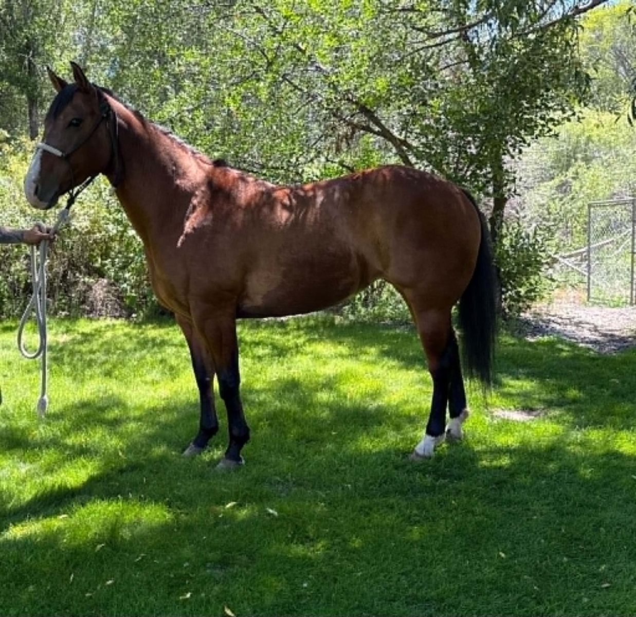 2021 Bay Mare