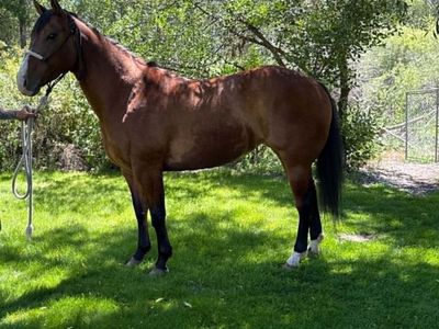2021 Bay Mare