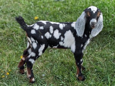 Gorgeous Moonspotted Nubian Buckling/Bottle Baby