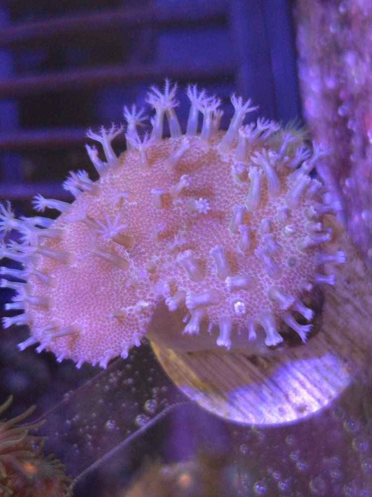 Beginner Coral 5 pack WYSIWYG