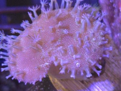 Beginner Coral 5 pack WYSIWYG