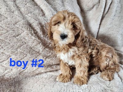 micro mini Goldendoodle puppies, Golden Doodle