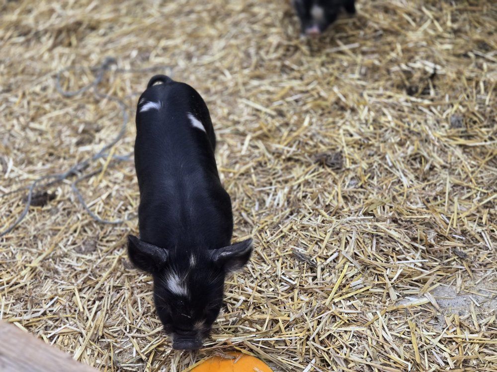 Idaho Pasture Pigs IPPs wait list for next litter