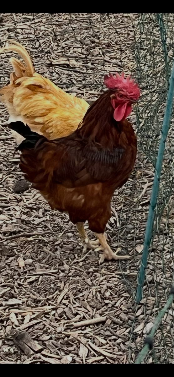 Rhode Island Red Rooster - 1 Year Old