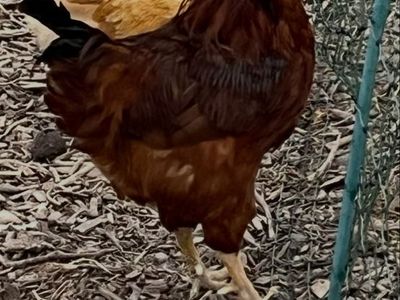 Rhode Island Red Rooster - 1 Year Old