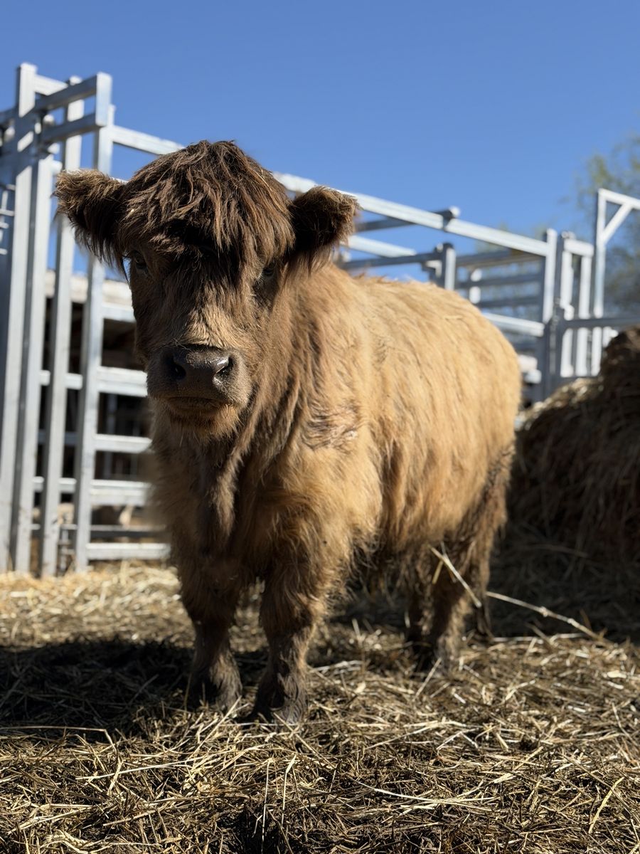 Chondro Positive Dun Highland Heifer