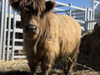 Chondro Positive Dun Highland Heifer