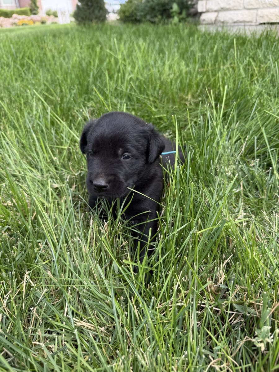 Golden retriever/ border collie puppies
