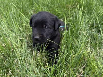 Golden retriever/ border collie puppies
