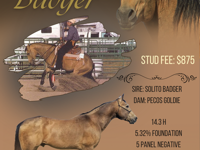 Pecos Badger 1996 Buckskin Stallion