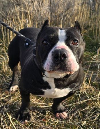 Meet Minka: A Pint-Sized Queen Seeking a Loyal Guardian