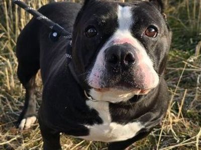 Meet Minka: A Pint-Sized Queen Seeking a Loyal Guardian