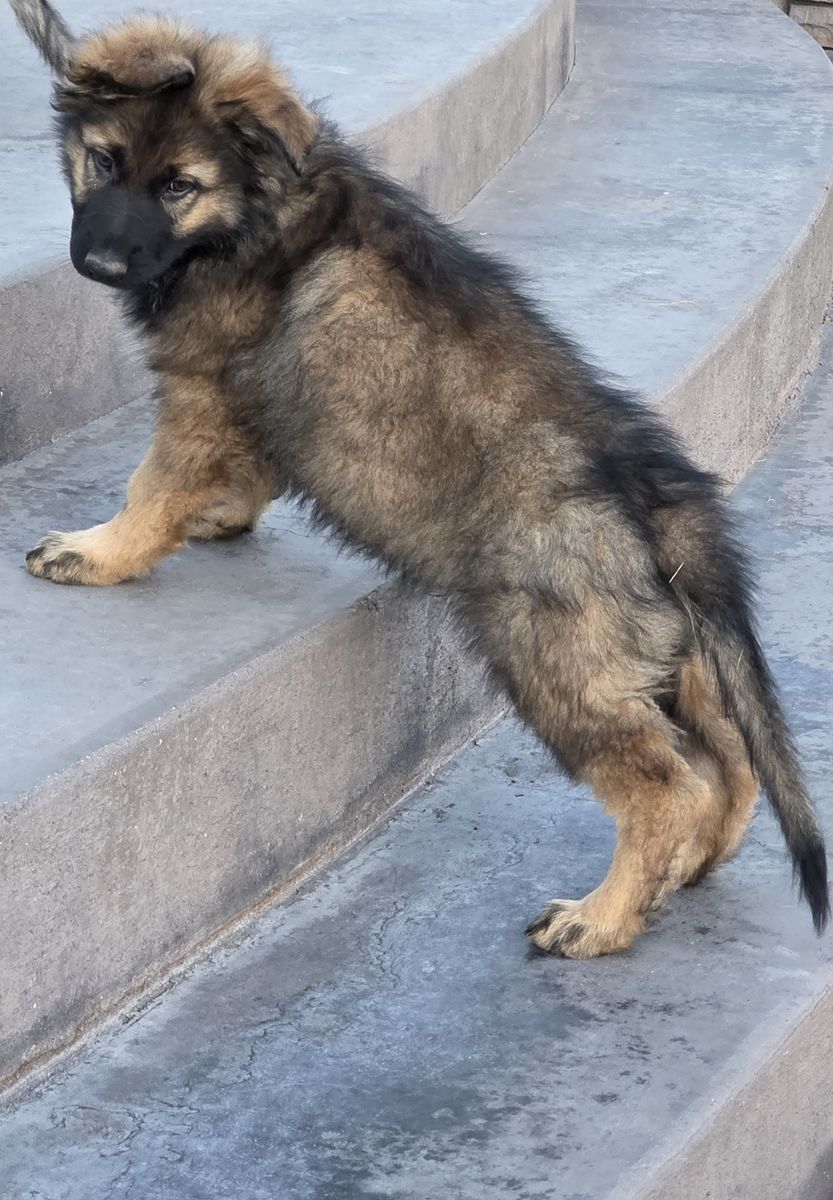 AKC Long Coat Sable German Shepherd Puppies
