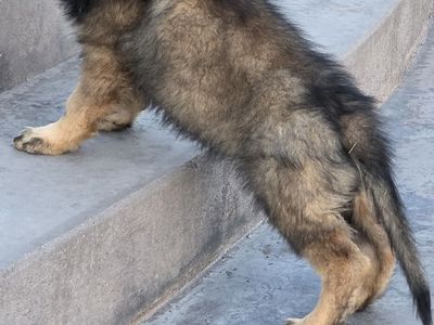 AKC Long Coat Sable German Shepherd Puppies
