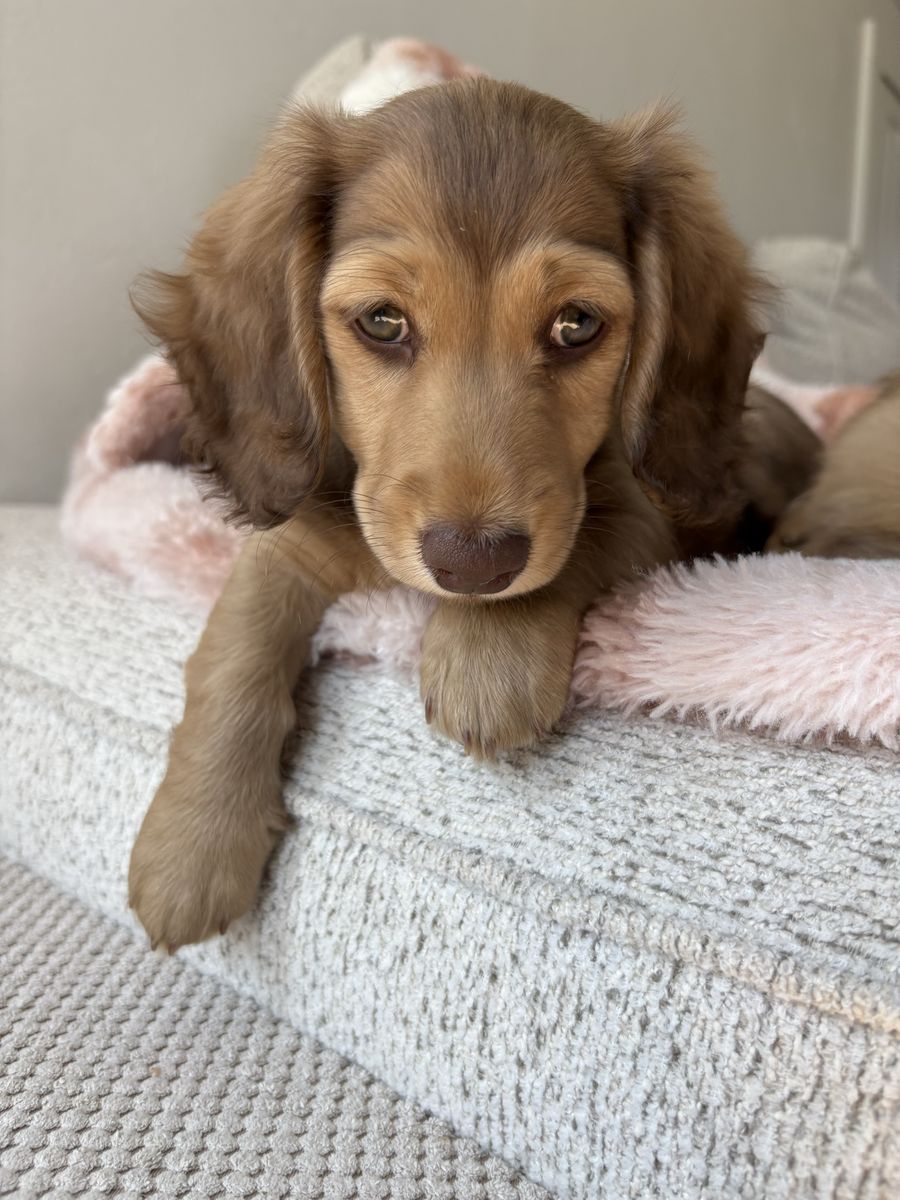 AKC mini Dachshunds