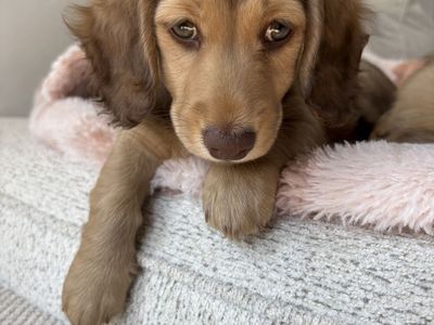 AKC mini Dachshunds