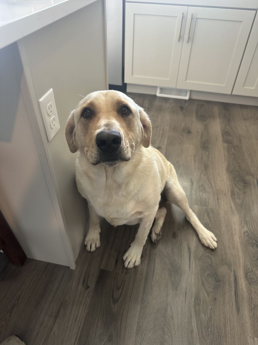 2.5 year old yellow lab