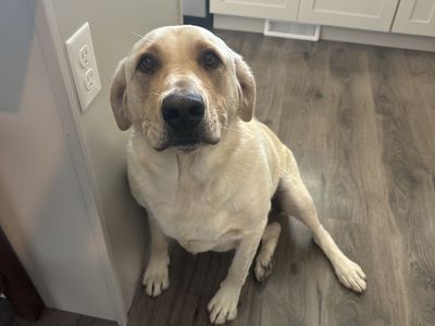2.5 year old yellow lab
