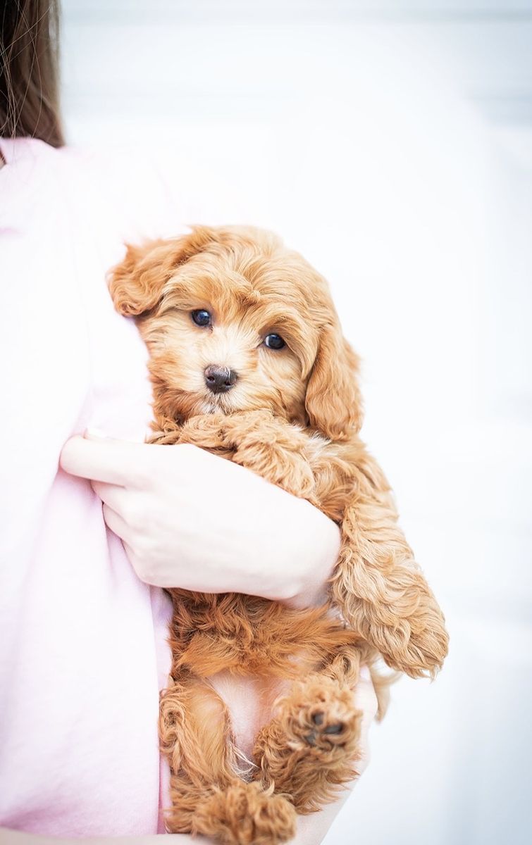 Cavapoo Puppy Guardian Home doodle Small