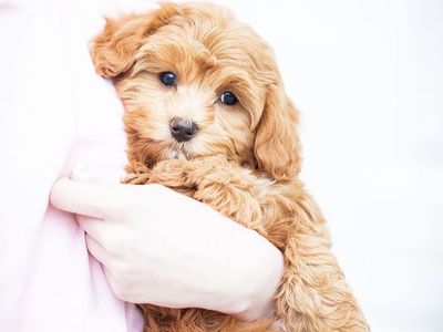 Cavapoo Puppy Guardian Home doodle Small