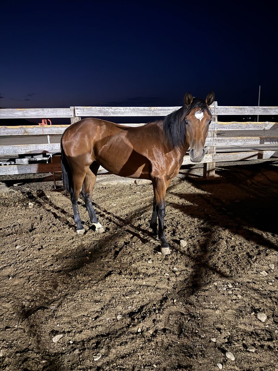 2025 AQHA Bay Filly