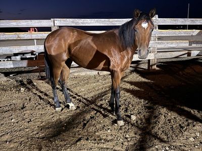 2025 AQHA Bay Filly