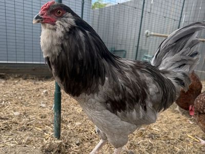 Young Easter Egger (Ameraucana-type) Rooster – Friendly, “Talker,” Great Personality