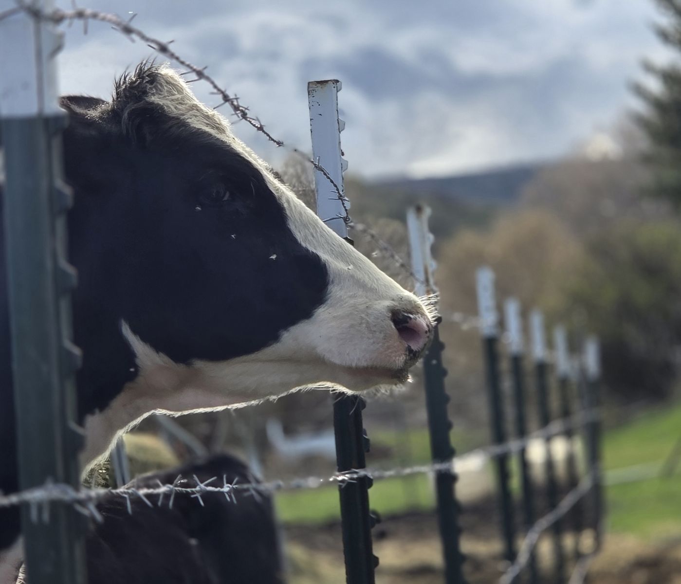 Holstein Heifer Potential Milk Cow