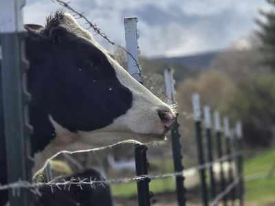 Holstein Heifer Potential Milk Cow