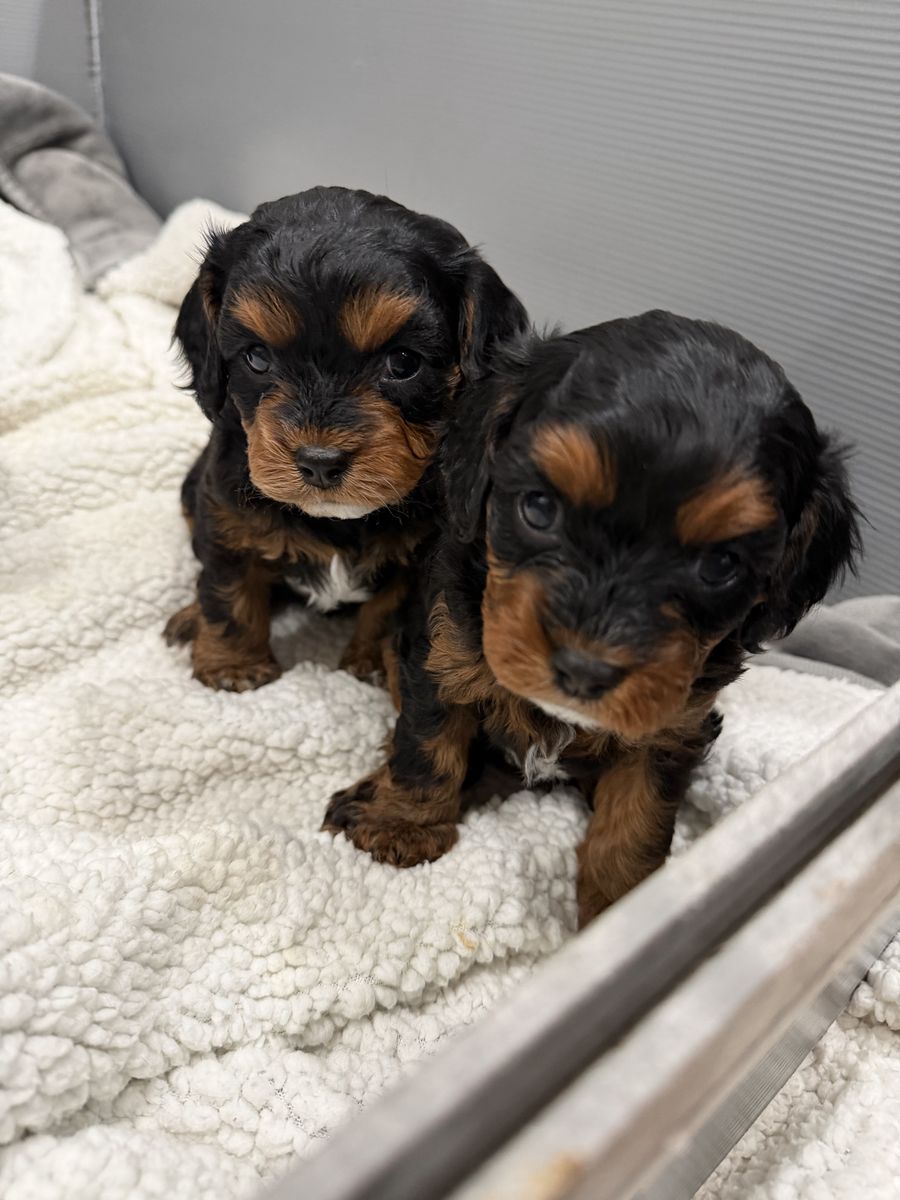 Cavapoo