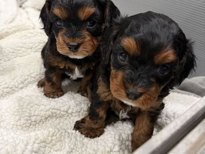 Cavapoo