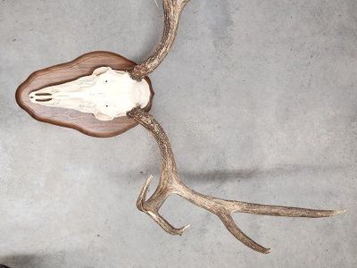2 Elk Antler Mount on Wooden Plaque - Impressive Taxidermy Decor