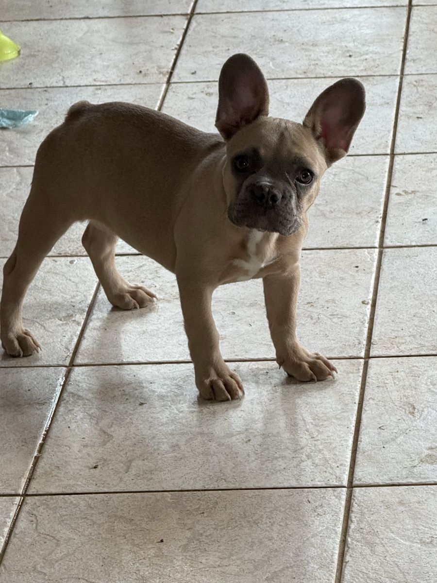 Superior Quality Reduced BLUE FAWN