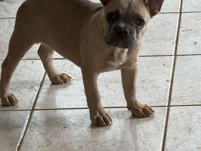 Superior Quality Reduced BLUE FAWN