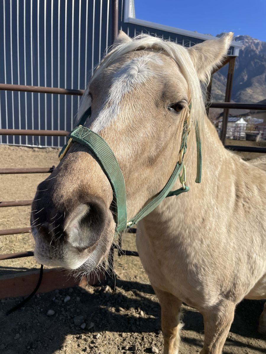 Palomino Pony- 2 years old for Sale $2000