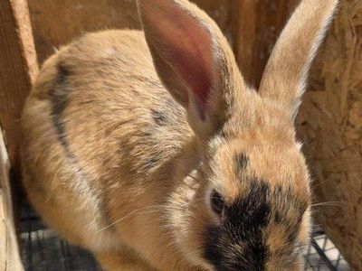 Junior Harlequin Buck Rabbit