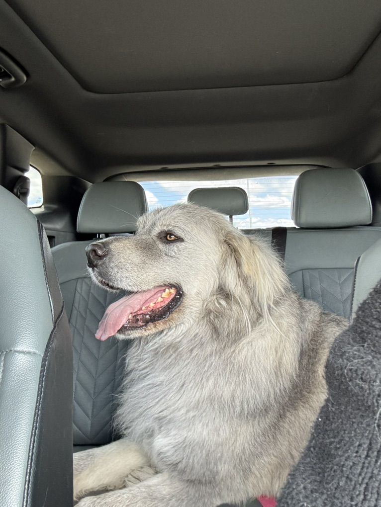 Found Dog Salt Lake City