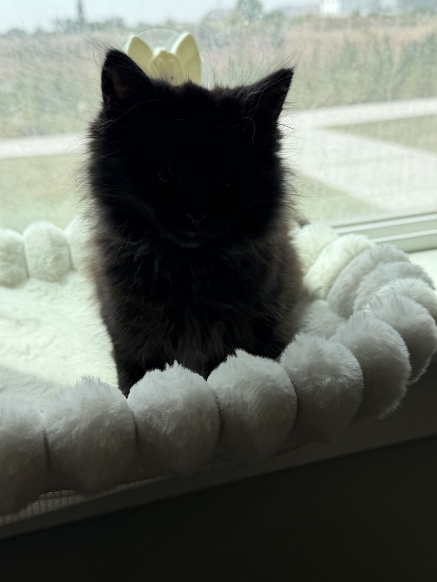 Norwegian Forest Kitten