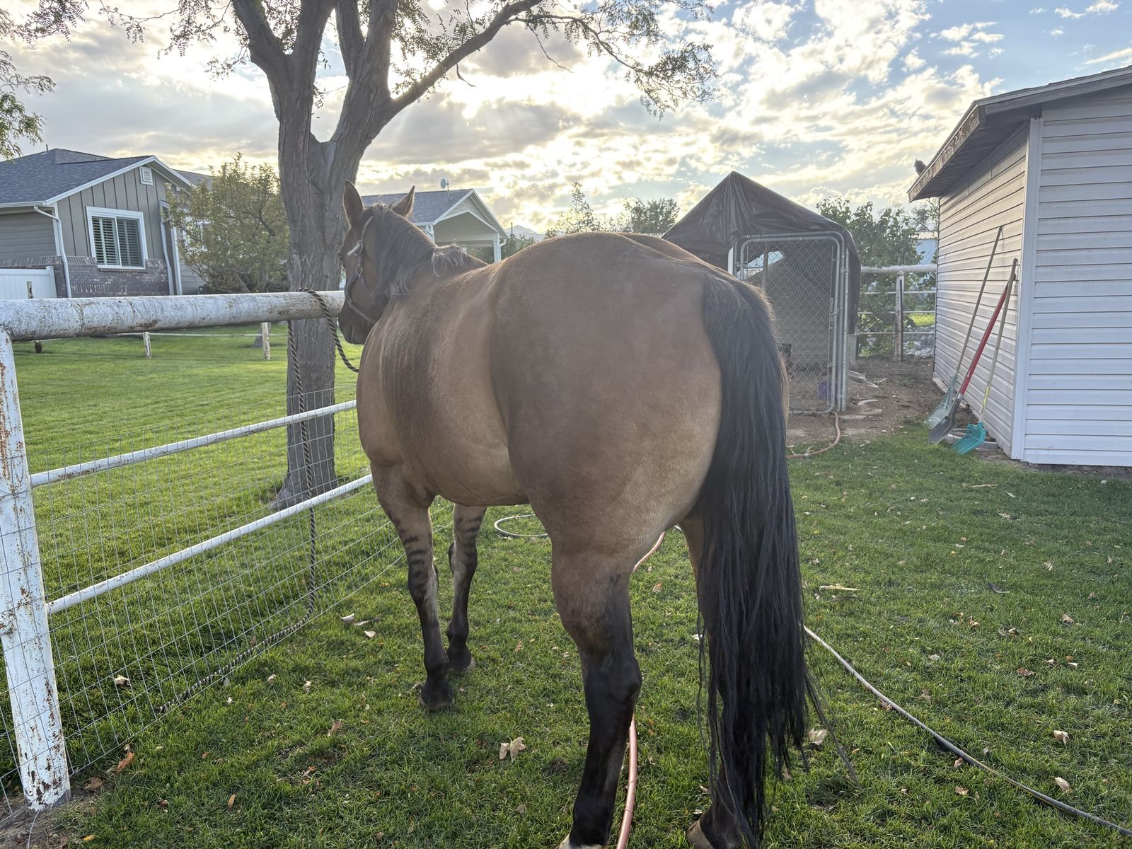 18 yr old Quarter horse mare