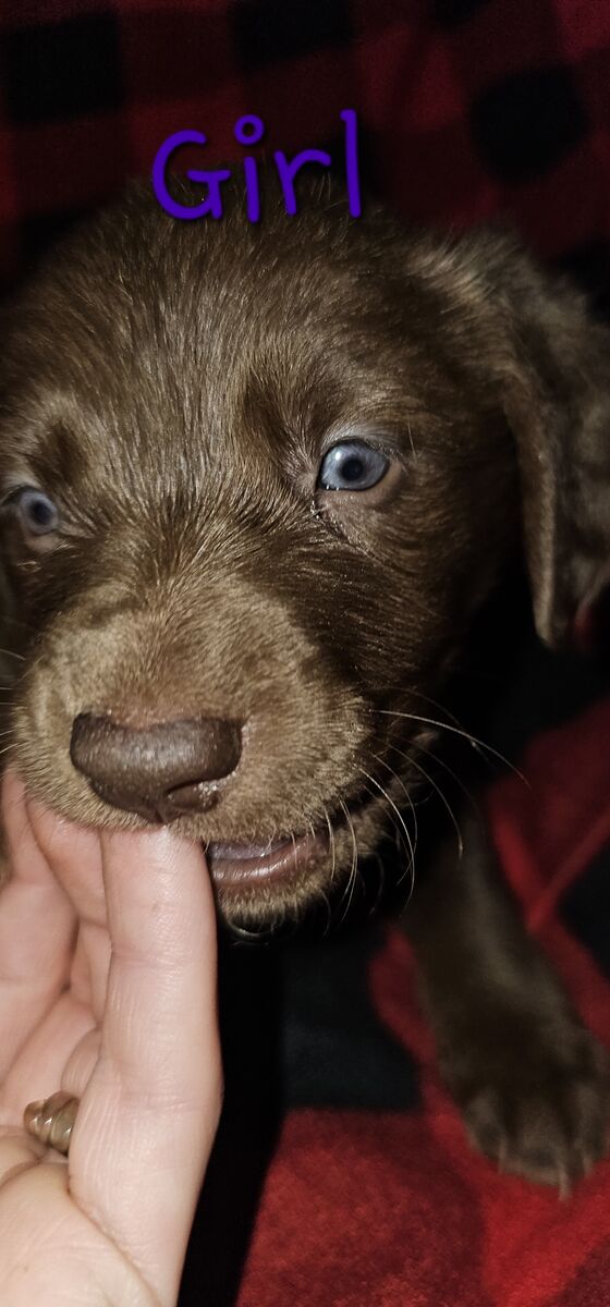 Valentines day puppies